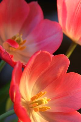 The Color Of Tulips *