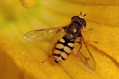 Hoverfly*