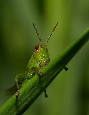 Greenish Hopper