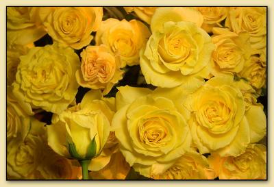 yellow rose (*)