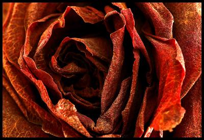 Discarded Rose