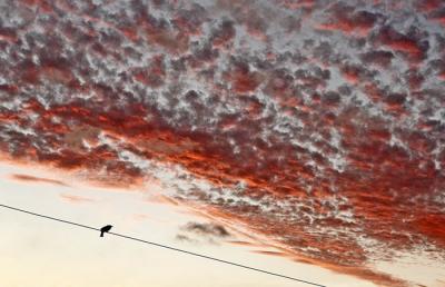 Bird On a Wire*