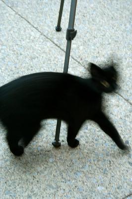 Black Cat (*)