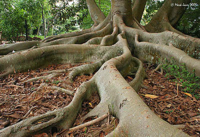 The Roots Of Nature