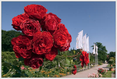 Red Roses *
