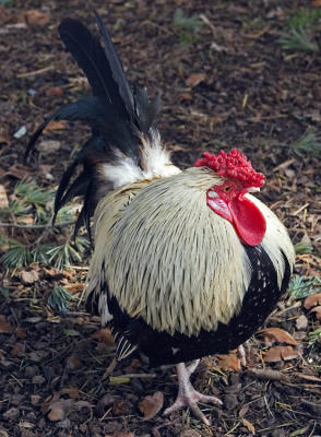 Rooster in the Round *