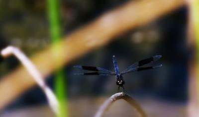 Dragonfly *