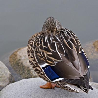 Avian Angles I *