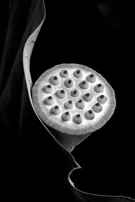 Lotus Sculpture