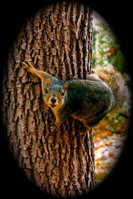 squirrel's eye view