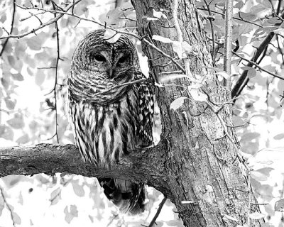 Owl by Daylight
