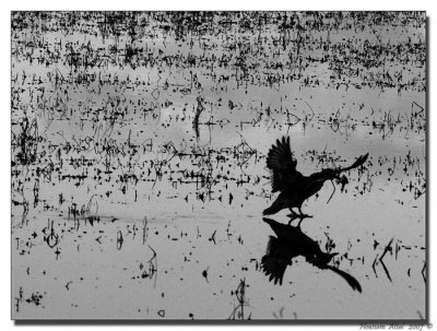 Water Reflection Dance