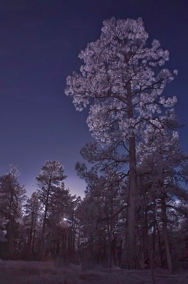 Light in the Forest