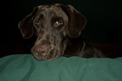 king of the bed