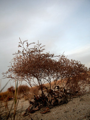 Beach Trees