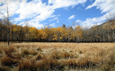 Aspen Meadow