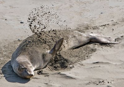 Seventh Place Sand Bathing by Larry