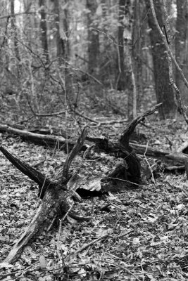 Fallen Tree