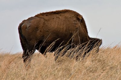 Buffalo In Range