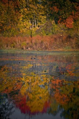 Reflection on water