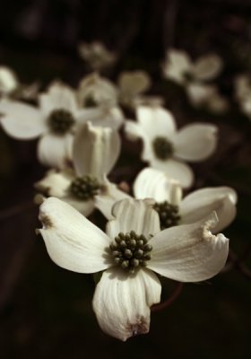 Dogwood Blossoms