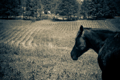 Horse and field