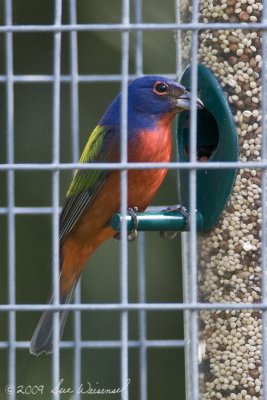 Painted Bunting
