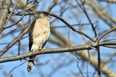 Cooper's Hawk