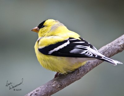 Goldfinch