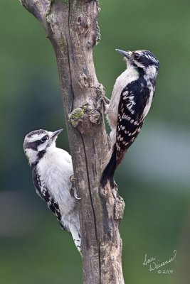 Downey Woodpeckers