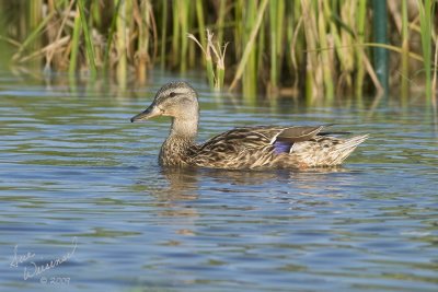 Female Mallard, Evening Swim
