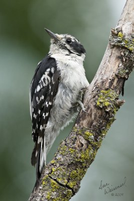 Hairy Woodpecker, Juvenile