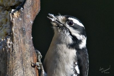 Downy At The Suet Feeder