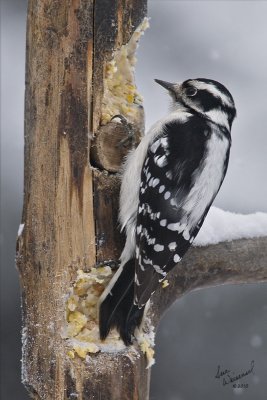 Downy Woodpecker, Female