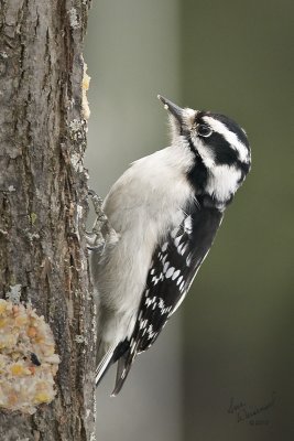 Downy Woodpecker, Female