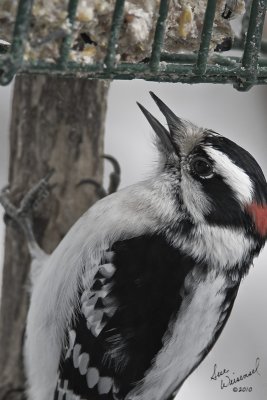 Downey Woodpecker, Male