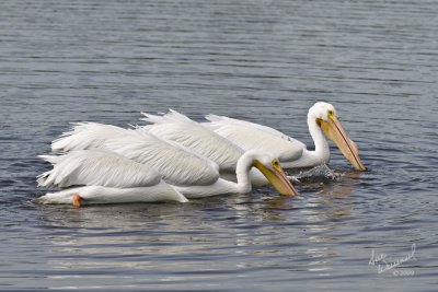 Four Pelicans