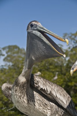 A Laughing Pelican?