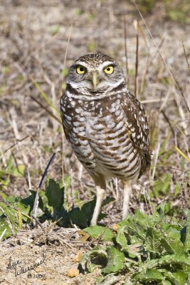 Burrowing Owl