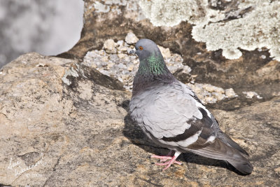 Pigeon