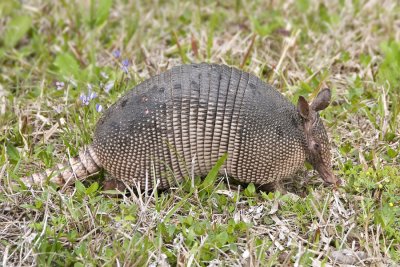 Armadillo