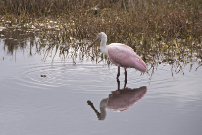 Juvenile Roseate Spoonbill