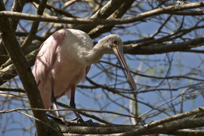 Roseate Spoonbill