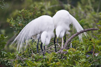 Egrets, Nesting Pair