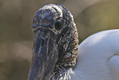 Close Look At A Wood Stork