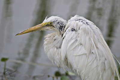 Rain-Drenched Egret