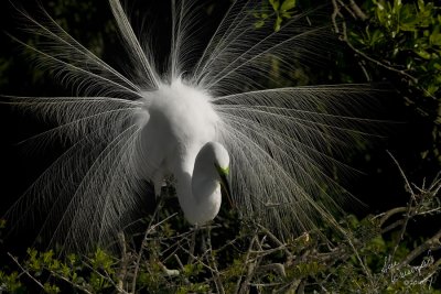 Great Egret In Breeding Plummage