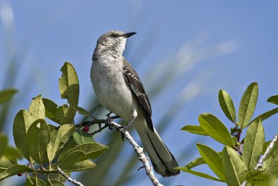 Mockingbird