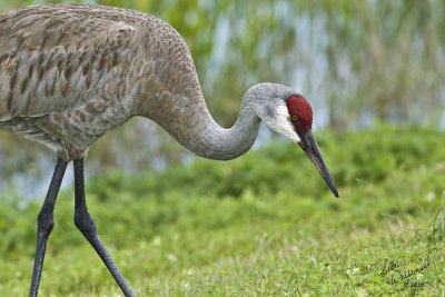 Sandhill Crane