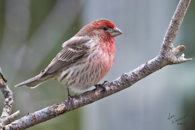 House Finch